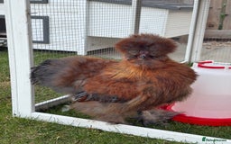 Chickens poultry for sale: Pure silkie rooster  - Image 1
