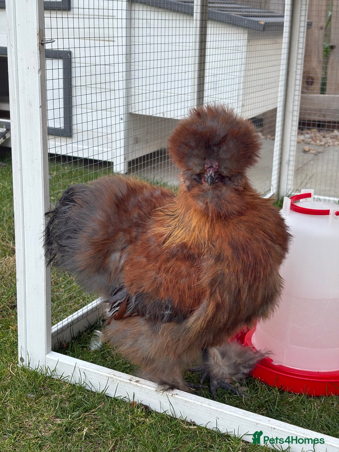 Chickens poultry for sale: Pure silkie rooster  - Image 1