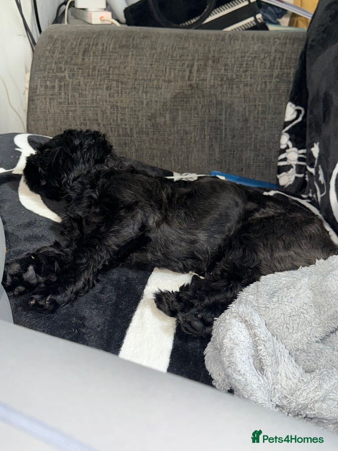 Shih Tzu dogs for sale: Handsome male Shih tzu - Advert 4