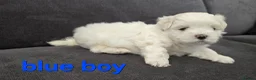 Maltese dogs for sale: ⭐️KC registered Maltese puppies⭐️ - Advert 21