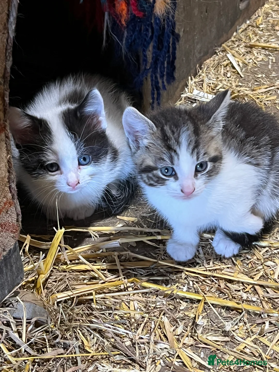 Mixed Breed cats for sale: Gorgeous kittens - Advert 2
