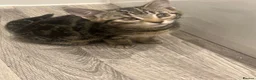 Mixed Breed cats for sale: Female tabby cat - Advert 4