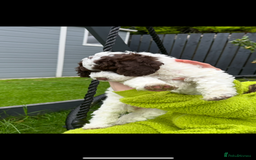 Cockapoo dogs for sale: Cockapoo Babies - Image 15