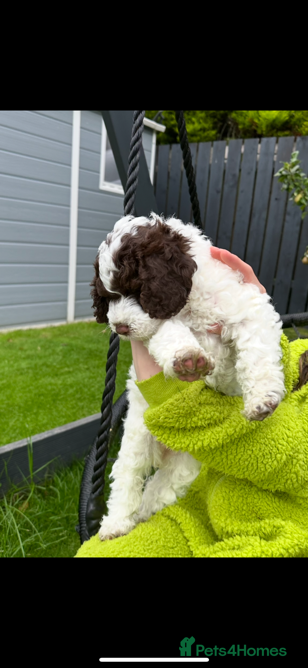 Cockapoo dogs for sale: Cockapoo Babies - Image 15