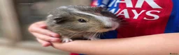 Guinea Pig rodents for sale: 10 week old male guinea pigs in Torrington - Advert 12