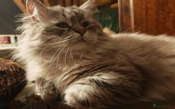 Siberian cats for sale: Siberian GCCFxGolden Chinchilla GCCF - Advert 21