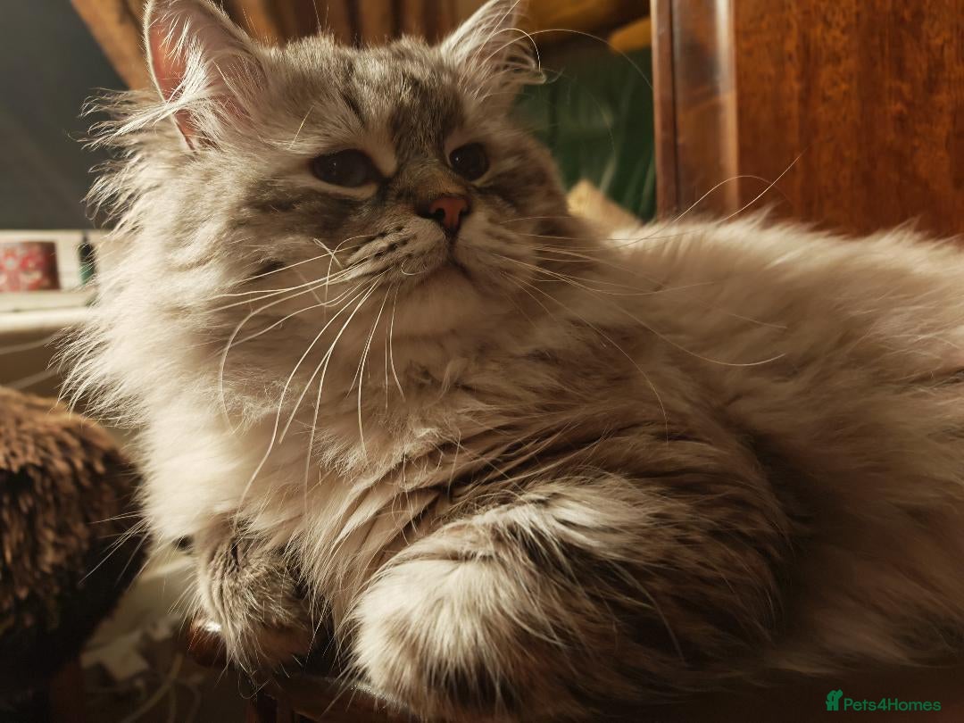 Siberian cats for sale: Siberian GCCFxGolden Chinchilla GCCF - Advert 21