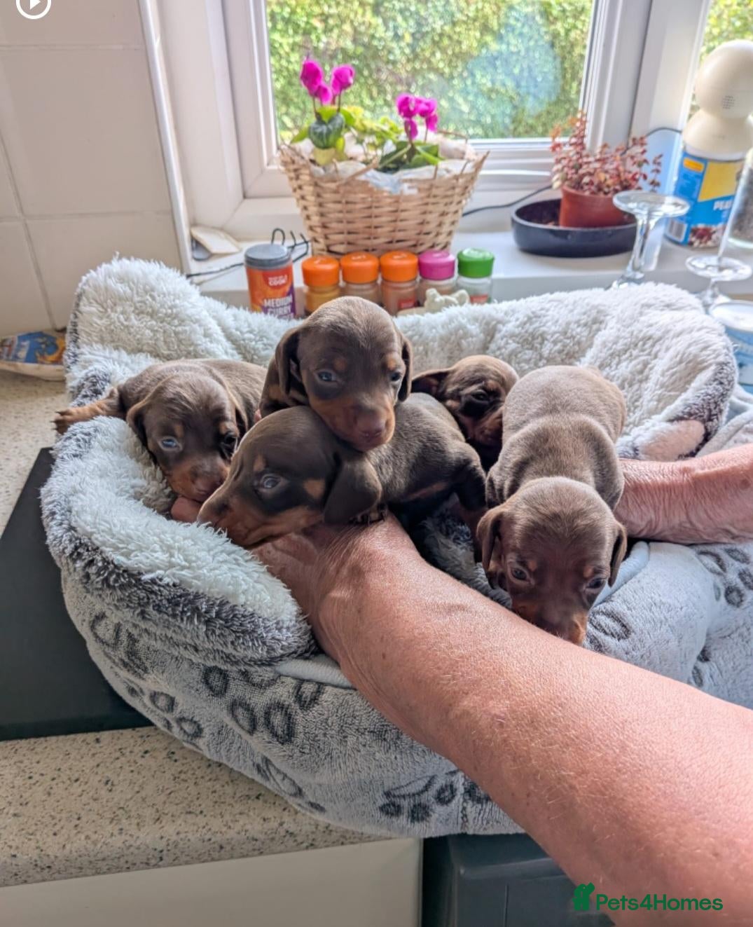 Dachshund dogs 🐶🐶 Beautiful Minature Dachshund Babies ! 🐶🐶 - Advert 1