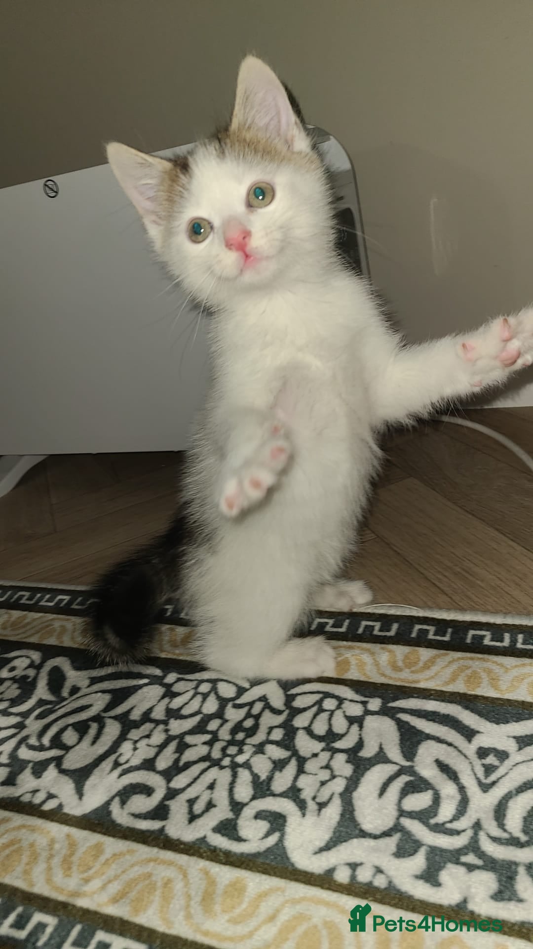 Mixed Breed cats for sale: 4 beautiful kittens  - Advert 1