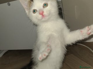 Mixed Breed cats 4 beautiful kittens - Advert 6