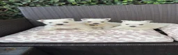 West Highland Terrier dogs for sale: West highland white female puppies.  - Advert 3