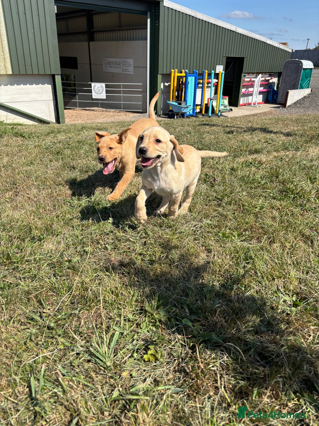 Labrador Retriever dogs for sale: Chunky Labrador puppy’s  - Image 7