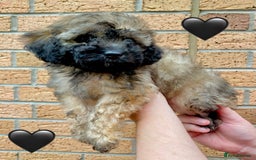 Cavapoo dogs for sale: 💖 Top Quality F1B Cavapoo Puppies DNA TESTED 💖 - Image 26
