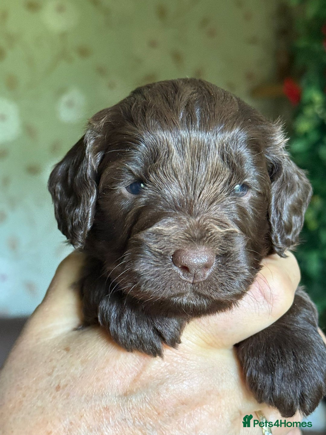 Cockapoo dogs for sale: F1 Cockapoos 5⭐️ Licensed Breeder Fully DNA Tested - Advert 11