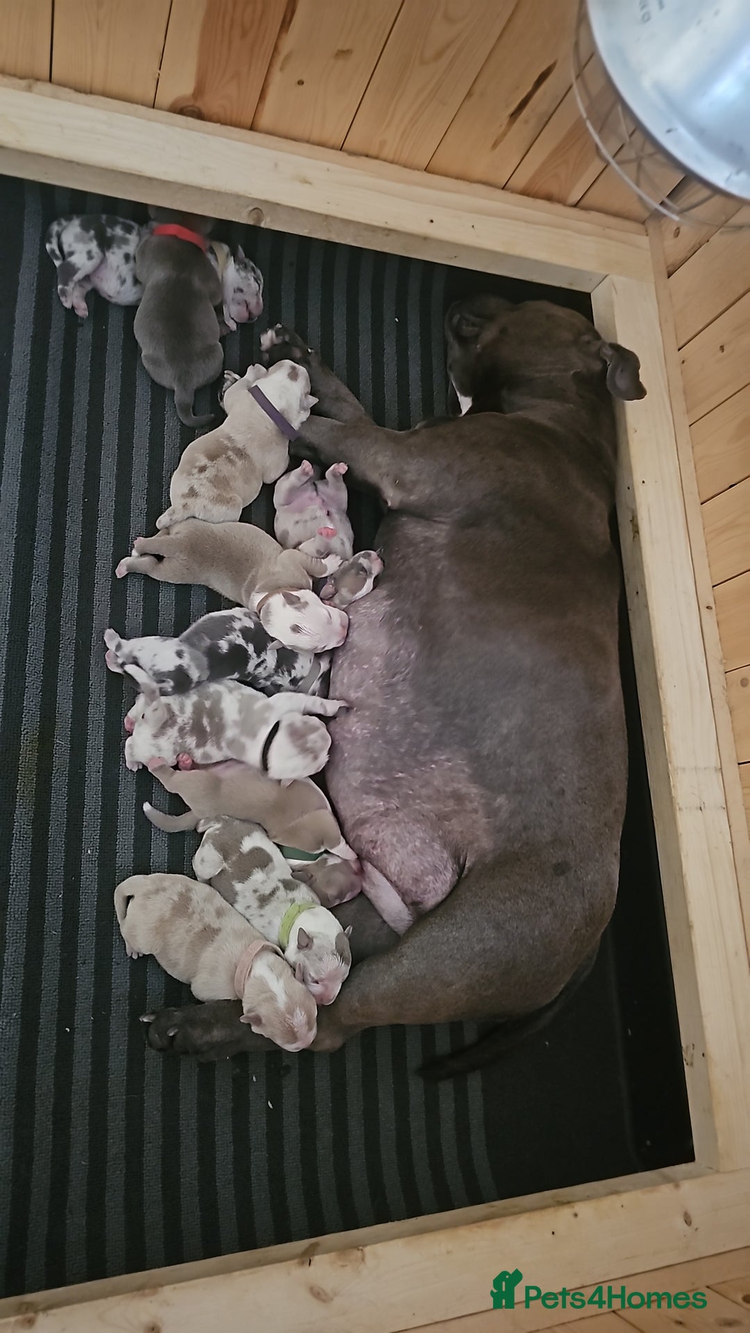 American Bully dogs for sale: 9 week old pocket bully pups, well known bloodline - Image 11