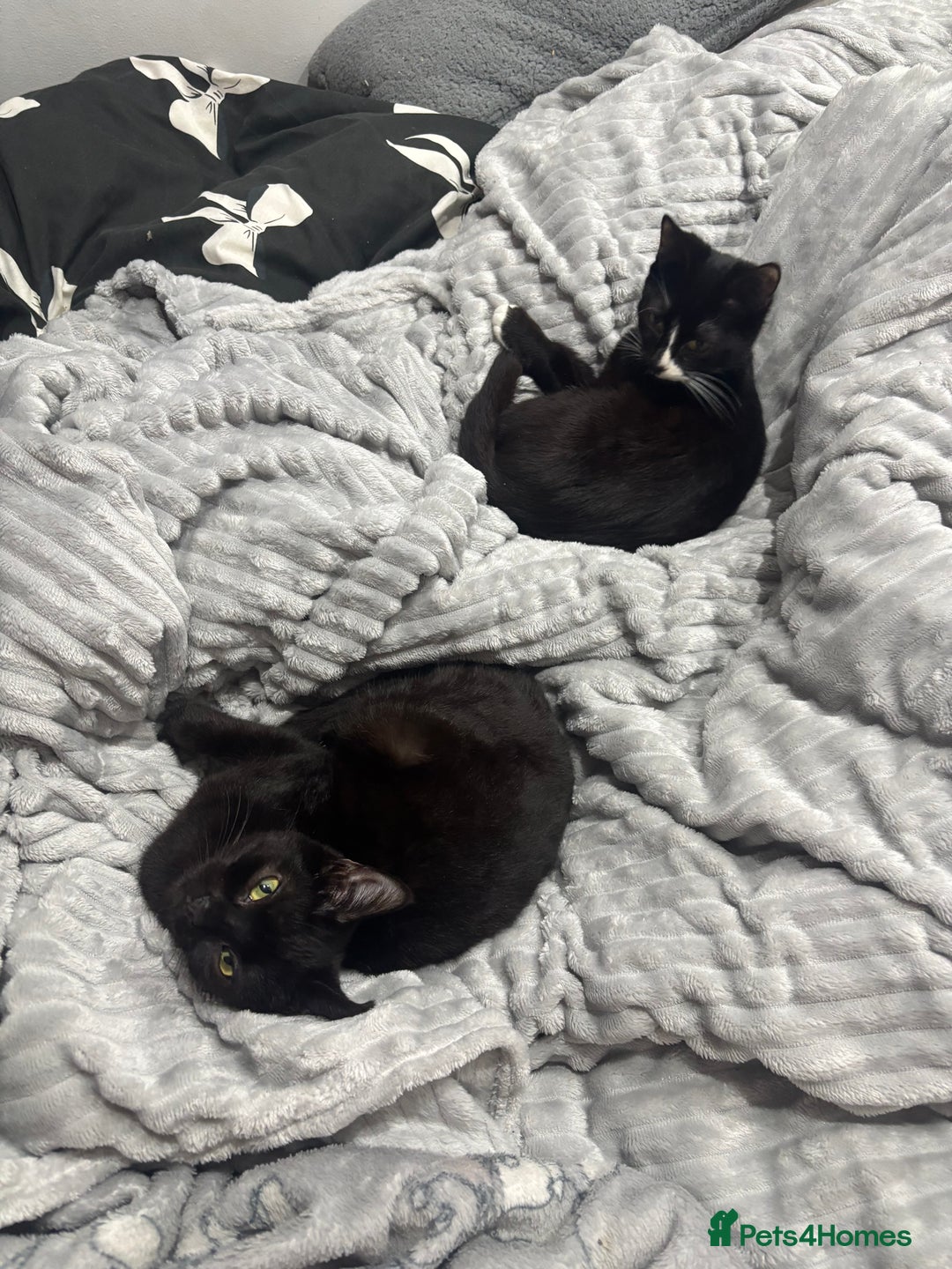 British Shorthair cats for sale: 2 beautiful sisters for sale - Advert 2