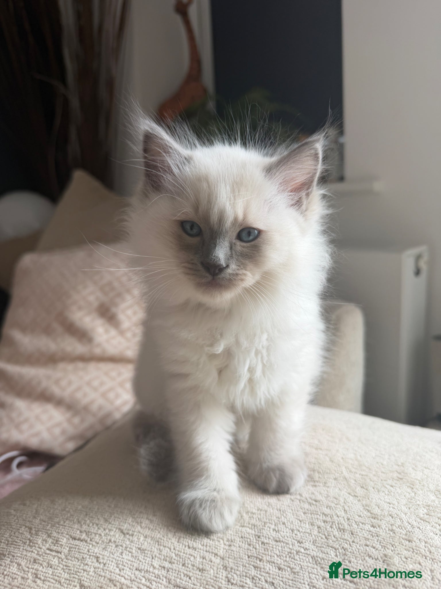 Ragdoll cats Pure Ragdoll kittens 2 girls, ready 24th May  - Advert 2