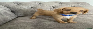 Toy Poodle 2