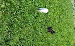 Shih Tzu dogs for sale: Rue the shitzu - Image 3