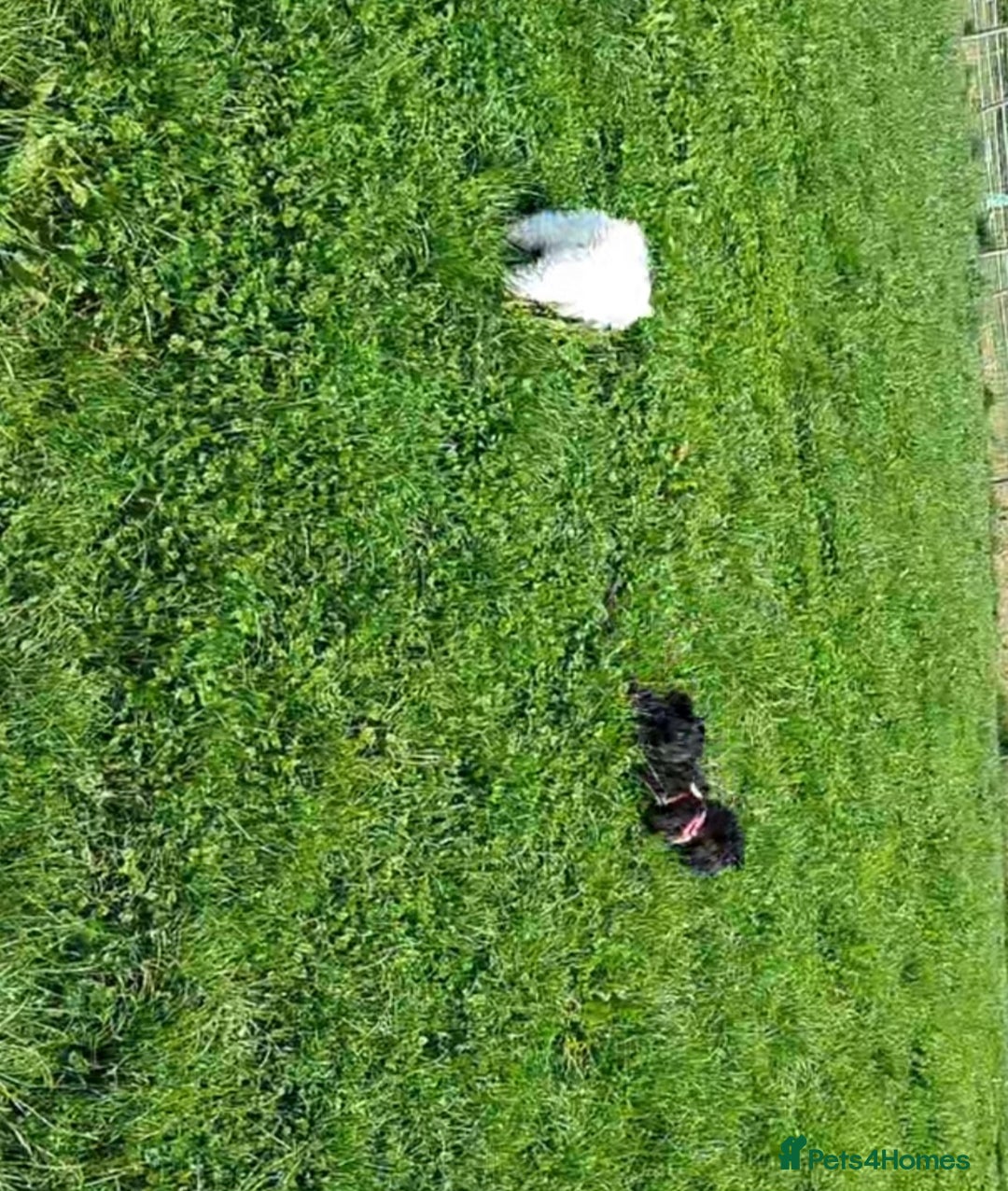 Shih Tzu dogs for sale: Rue the shitzu - Image 3
