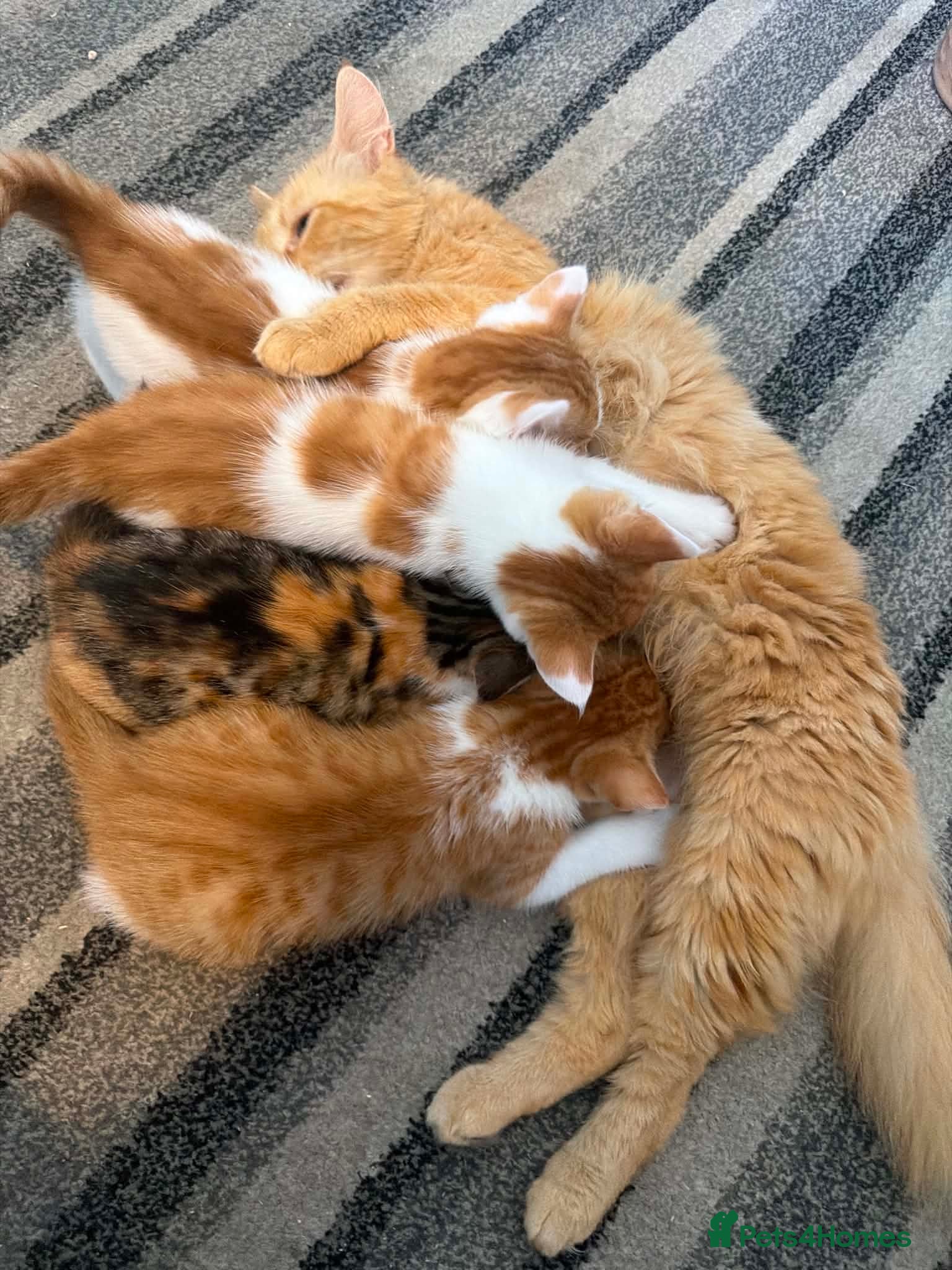 British Shorthair cats Male Ginger and white kittens  - Advert 7