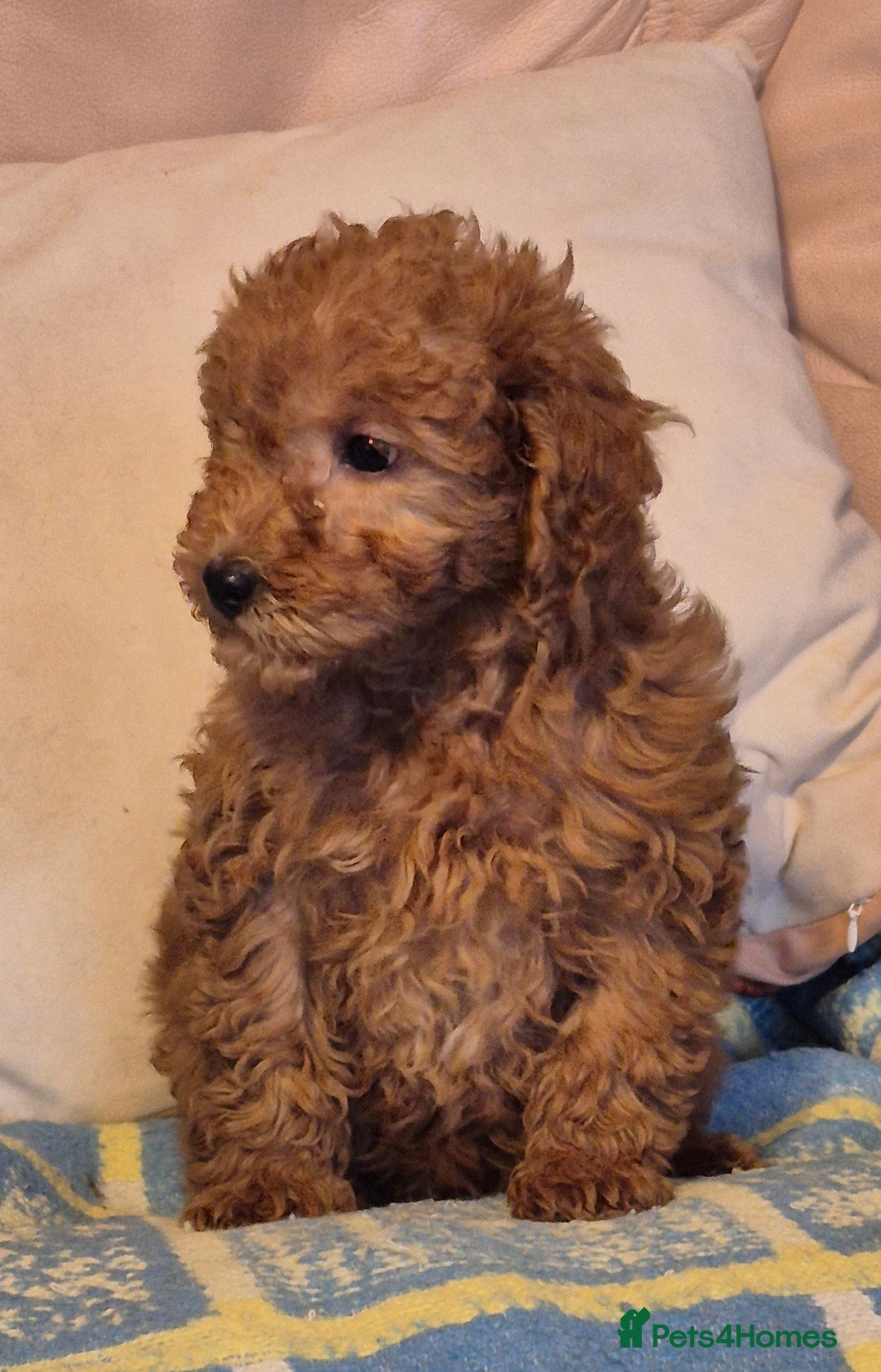 Cavapoo dogs for sale: Beautiful Cavapoo girl  - Advert 2