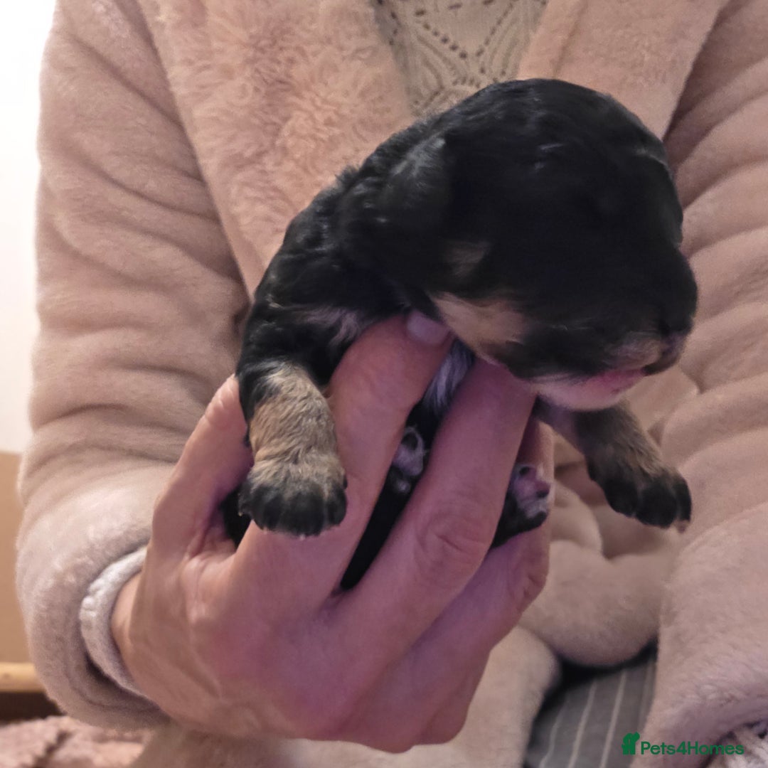 Toy Poodle dogs for sale: KC REG 2 STUNNING TOY POODLES 🐩  - Image 2