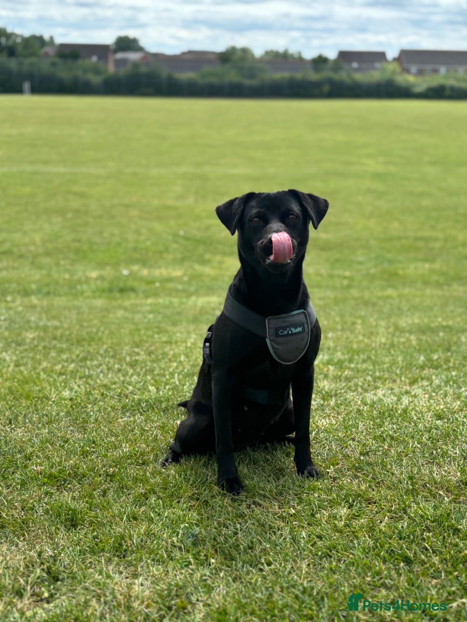 Borador dogs Rehoming lady  - Advert 1