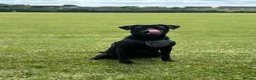 Borador dogs for sale: Rehoming lady  - Advert 1