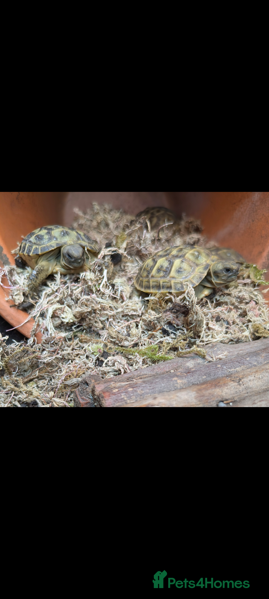 Tortoise reptiles Baby Horsfield tortoises  - Advert 1