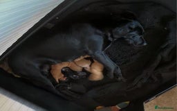 Labradoodle dogs for sale: 7 Miniture labradoodles  - Image 18