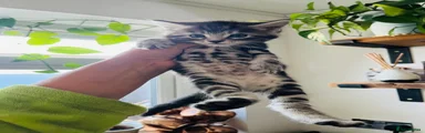 Maine Coon 3