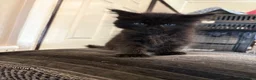 Ragcoon cats for sale: Ragcoon - Advert 4