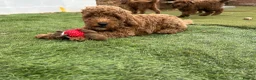 Cockapoo dogs for sale: Adorable F1BB Cockapoos - Advert 18