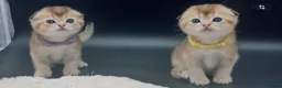 Scottish Fold cats for sale: Fully-vaccinated and TICA-registered Kittens  - Advert 4