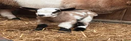 Goats livestock for sale: Pygmy Kids For Sale  - Advert 4