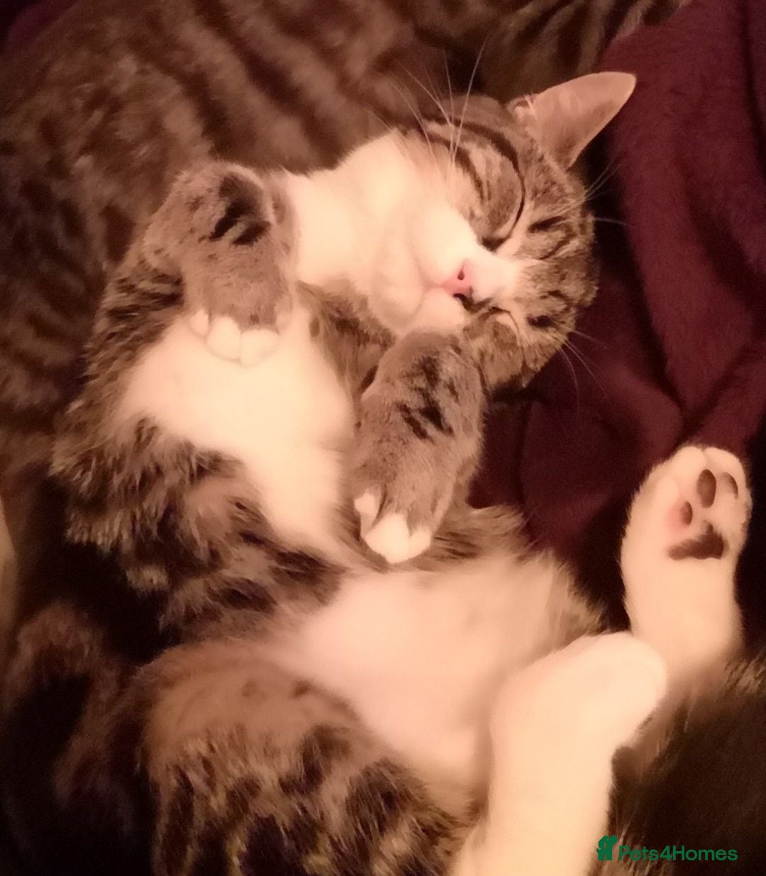 Mixed Breed cats Beautiful 4 year old cat - Advert 2