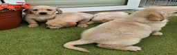 Goldador dogs for sale: Goldador Puppies  - Advert 20