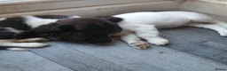 English Springer Spaniel dogs for sale: Springer spaniel - Advert 2