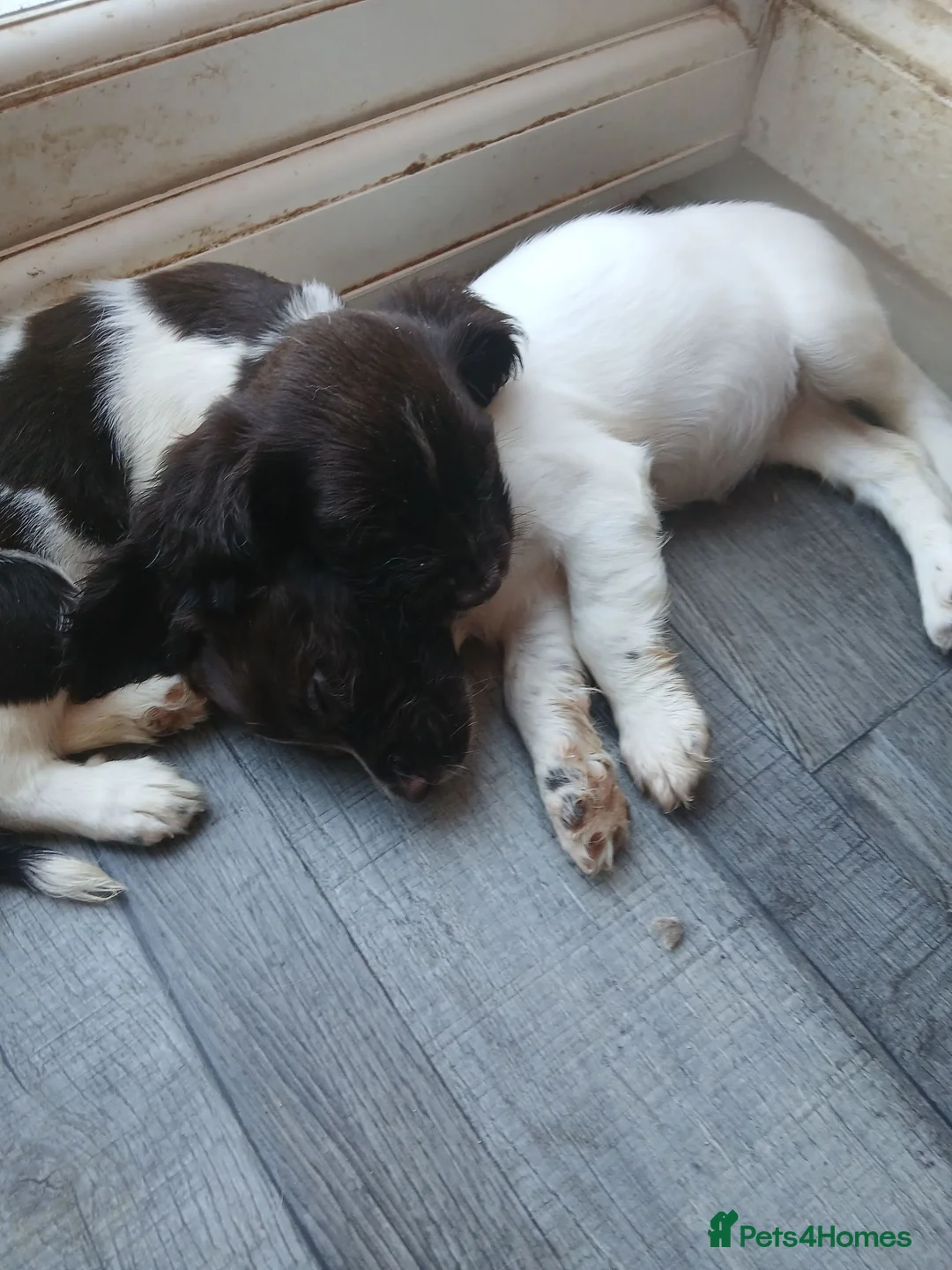 English Springer Spaniel dogs for sale: Springer spaniel - Advert 2