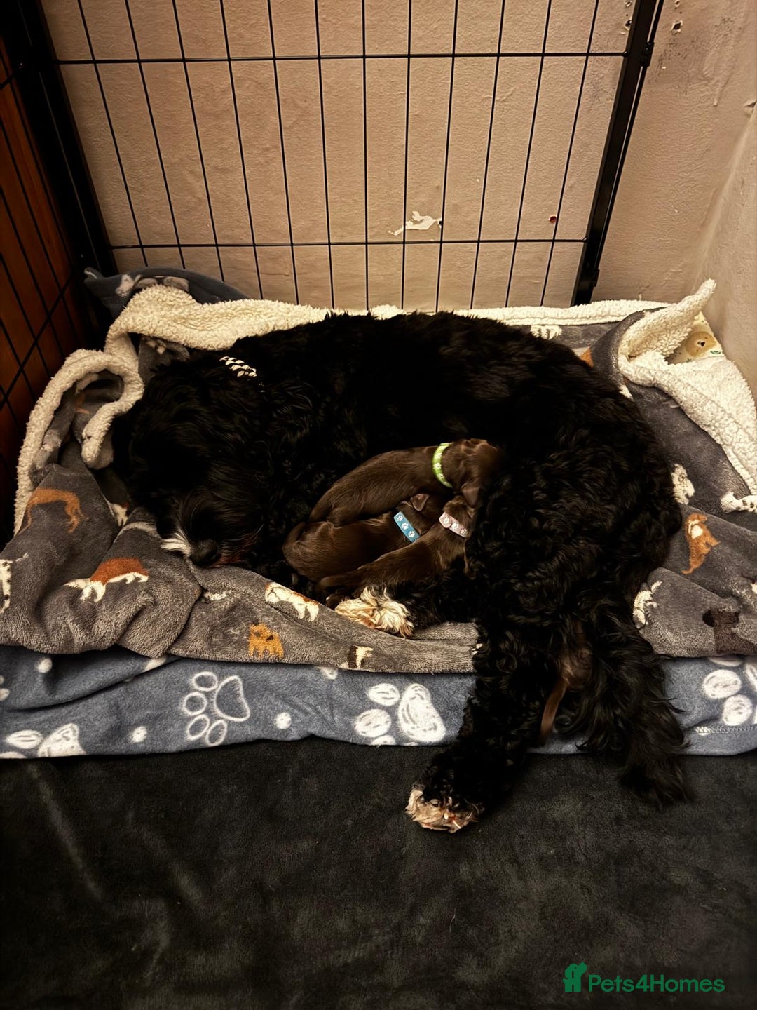 Cockapoo dogs for sale: 🍫🐶 F1b Chocolate Cockapoo Puppies🐶🍫  - Image 7