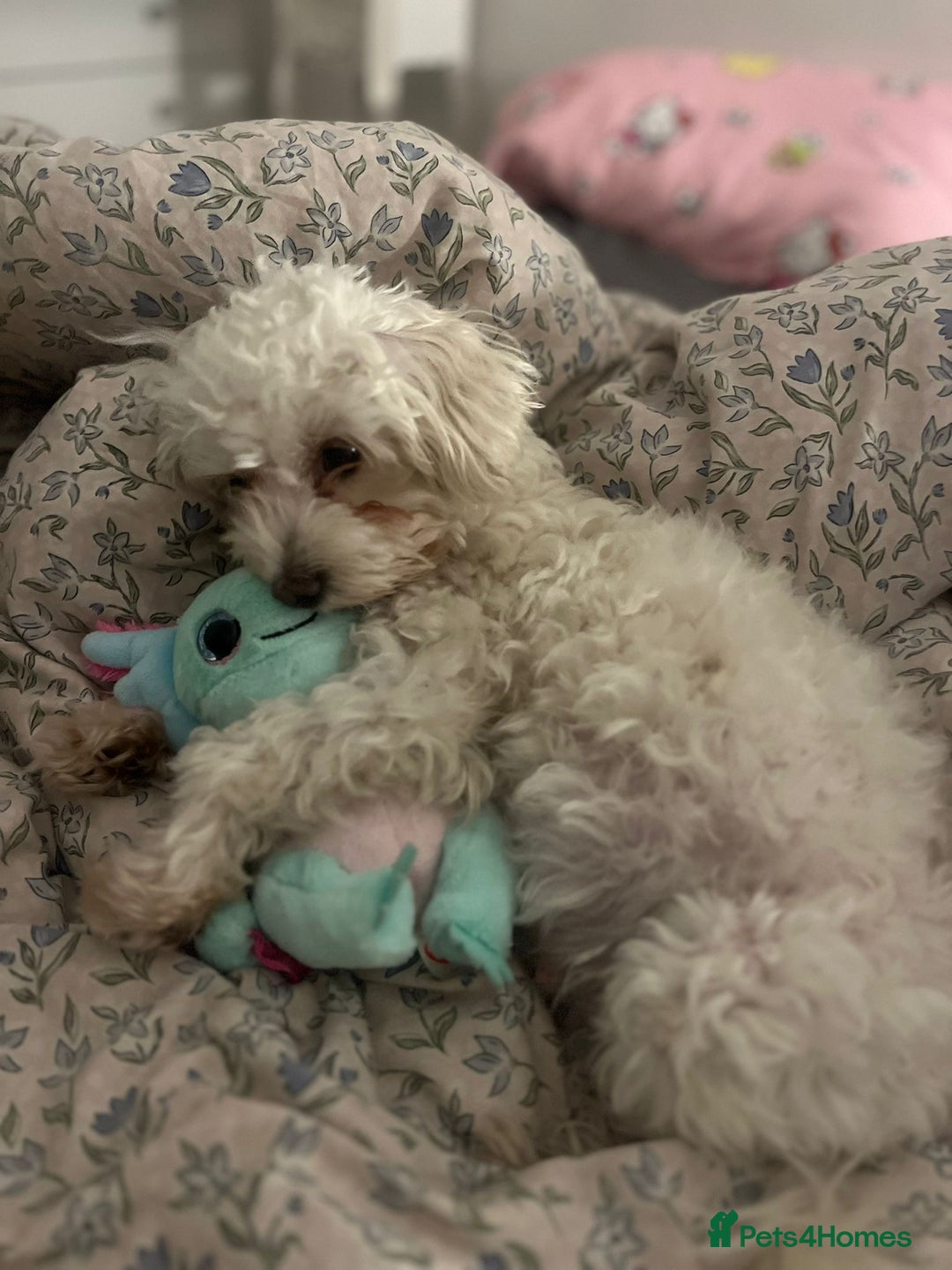 Maltipoo dogs for sale: 2 beautiful playful & lovely Maltipoo boys  - Image 30