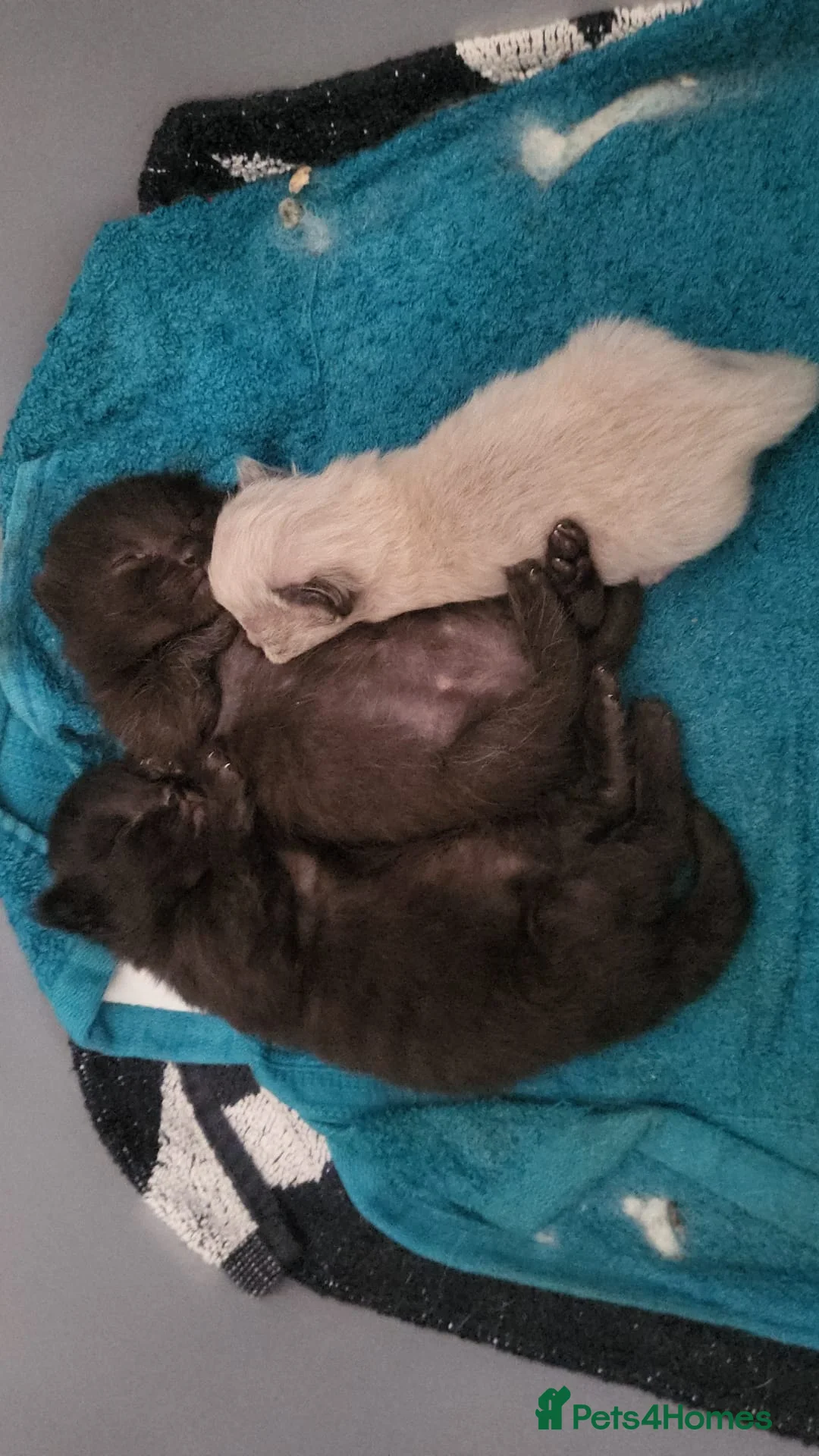 Ragdoll cats for sale: Ragdoll kittens  in Ashton-under-Lyne - Advert 1