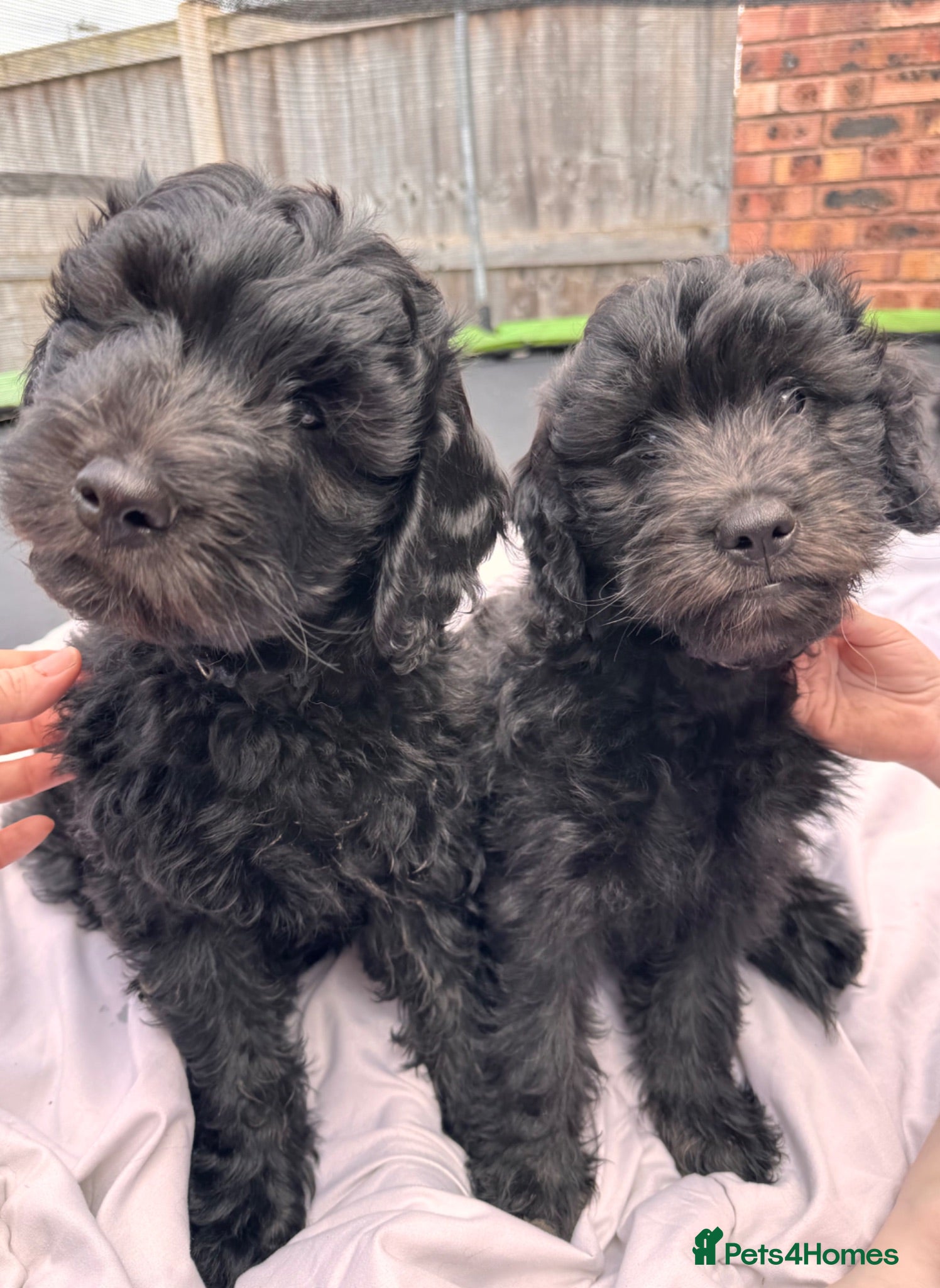 Mini Goldendoodle dogs F1 Mini Goldendoodles  *READY NOW* - Advert 1
