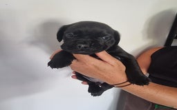 Mixed Breed dogs for sale: Frenchbulldog cross spaniel (frocker) 🐾 - Image 3