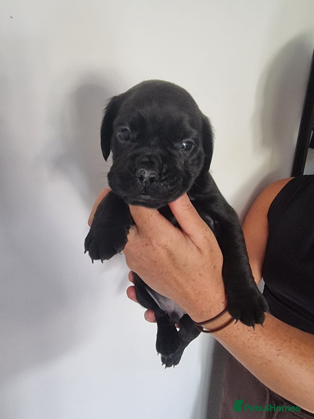 Mixed Breed dogs for sale: Frenchbulldog cross spaniel (frocker) 🐾 - Image 3