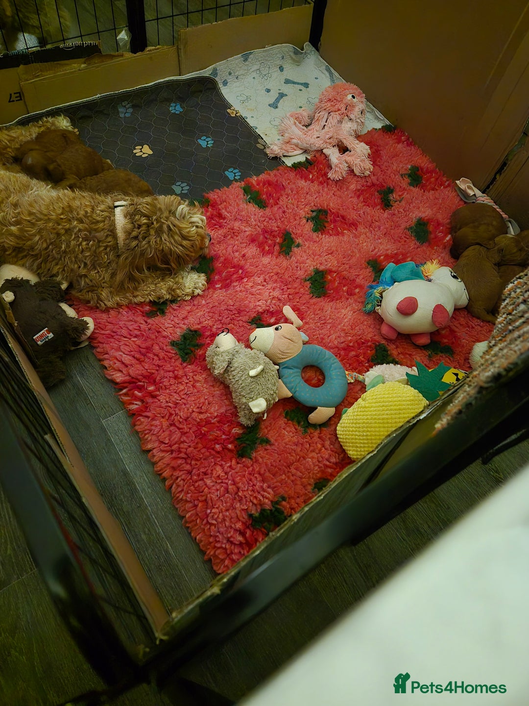 Cockapoo dogs for sale: Cockapoo F1b mini - Image 9