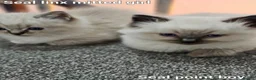 Ragdoll cats for sale: Stunning ragdoll kittens - Advert 25