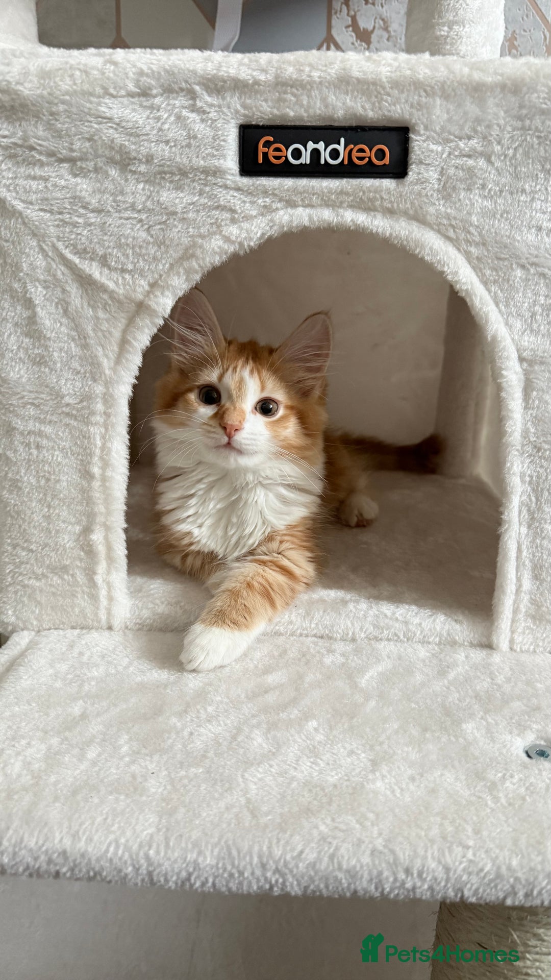 Mixed Breed cats for sale: Kitten and cat both available  - Image 3