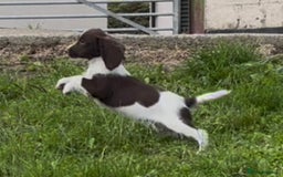 English Springer Spaniel dogs for sale: English springer spaniel - Image 9